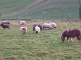 Schafe und Pony